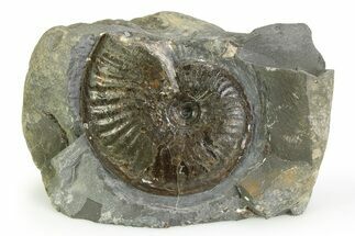 Jurassic Ammonite (Pseudolioceras) Fossil - England #351249