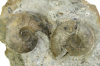 Jurassic Ammonite (Sigaloceras) Fossils - Gloucestershire, England #351252