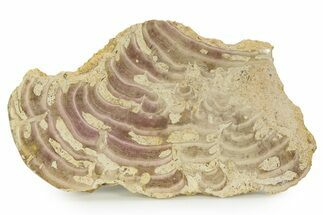 Polished Jurassic Fossil Sponge (Solenopora) - England #351255