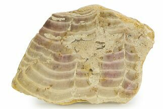 Polished Jurassic Fossil Sponge (Solenopora) - England #351256