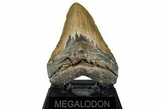 Fossil Megalodon Tooth - North Carolina #350596