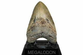 Fossil Megalodon Tooth - North Carolina #350597