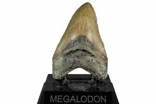 Fossil Megalodon Tooth - North Carolina #350598