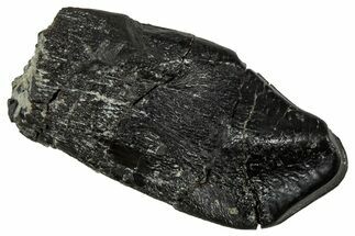 Fossil Camarasaurus Tooth Crown - Colorado #350732