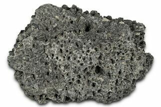 Fossil Glyptodont (Glyptotherium) Bony Armor Osteoderm - Florida #351075