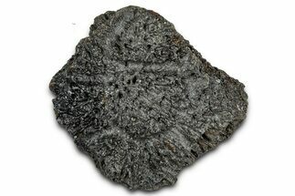 Fossil Glyptodont (Glyptotherium) Bony Armor Osteoderm - Florida #351078