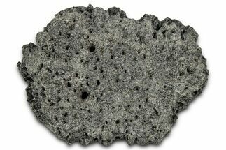 Fossil Glyptodont (Glyptotherium) Bony Armor Osteoderm - Florida #351081