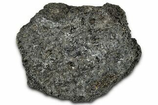 Fossil Glyptodont (Glyptotherium) Bony Armor Osteoderm - Florida #351085