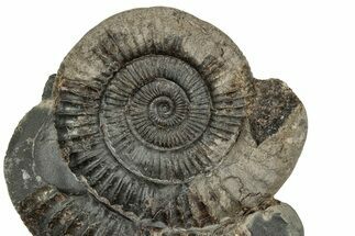 Jurassic Ammonite (Dactylioceras) Fossil - England #351290