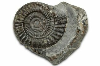 Jurassic Ammonite (Dactylioceras) Fossil - England #351292
