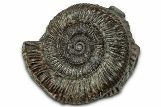 Jurassic Ammonite (Dactylioceras) Fossil - England #351297