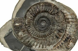 Jurassic Ammonite (Dactylioceras) Fossil - England #351300