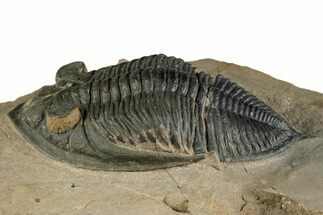 Fascinating Zlichovaspis Trilobite - Orange Eye Facets #351301