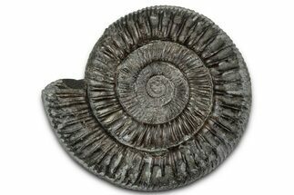 Jurassic Ammonite (Dactylioceras) Fossil - England #351307