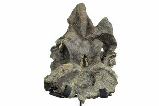 Fossil Sauropod Dorsal Vertebra with Metal Stand - Colorado #351327