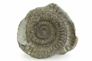 Jurassic Ammonite (Dactylioceras) Fossil - England #351321
