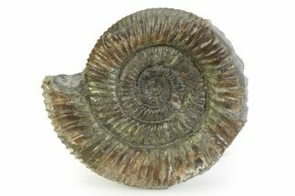 Jurassic Ammonite (Dactylioceras) Fossil - England #351322