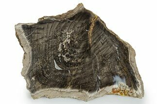Devonian Petrified Wood From Oklahoma - Oldest True Wood #351332
