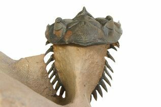 Recently Added For Sale