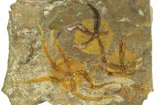 Detailed Ordovician Brittle Stars (Ophiura) - Morocco #350639