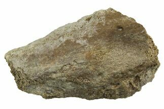 Fossil Tyrannosaur (T rex) Vertebra Section - Wyoming #350444