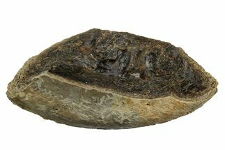 Fossil Tyrannosaur (T rex) Vertebra Section - Wyoming #350452