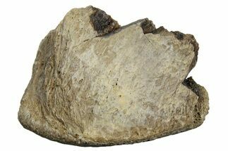 Fossil Tyrannosaur (T rex) Vertebra Section - Wyoming #350453