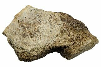 Fossil Tyrannosaur (T rex) Vertebra Section - Wyoming #350457