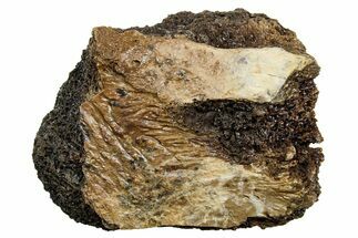 Fossil Tyrannosaur (T rex) Vertebra Section - Wyoming #350462