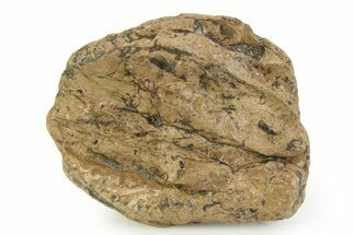 Fossil Ichthyosaur Coprolite (Fossil Poo) - England #351346