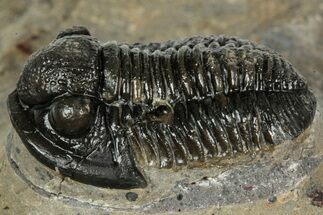 Detailed Gerastos Trilobite Fossil - Morocco #351270