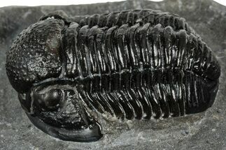 Detailed Gerastos Trilobite Fossil - Morocco #351271