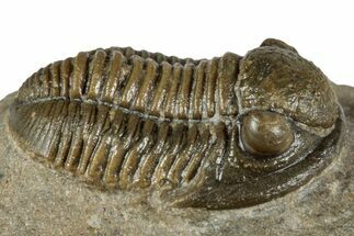 Detailed Gerastos Trilobite Fossil - Morocco #351273