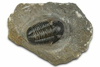 Detailed Gerastos Trilobite Fossil - Morocco #351279
