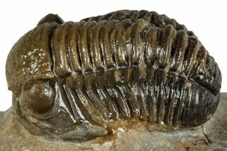 Detailed Gerastos Trilobite Fossil - Morocco #351281