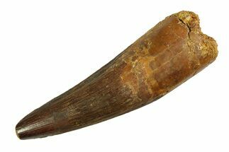 Real Fossil Spinosaurus Tooth - Huge Dinosaur Tooth #351479