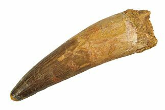 Real Fossil Spinosaurus Tooth - Giant Dinosaur Tooth #351481