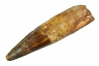 Real Fossil Spinosaurus Tooth - Huge Dinosaur Tooth #351486