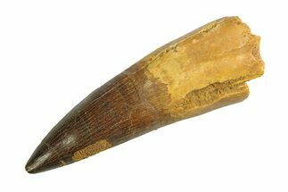 Real Fossil Spinosaurus Tooth - Huge Dinosaur Tooth #351491