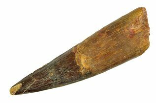 Spinosaurus Teeth For Sale
