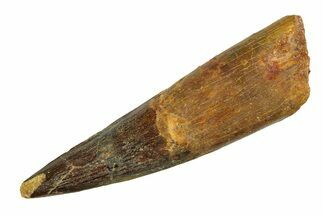 Real Fossil Spinosaurus Tooth - Giant Dinosaur Tooth #351495