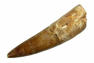 Real Fossil Spinosaurus Tooth - Beautiful Enamel & Tip #351500