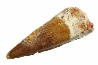 Fossil Spinosaurus Tooth - Real Dinosaur Tooth #351559