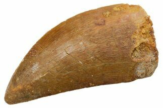 Serrated, Carcharodontosaurus Tooth - Real Dinosaur Tooth #351604
