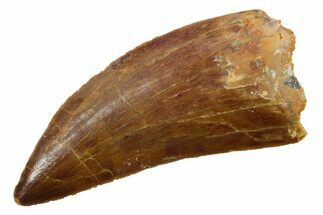 Serrated, Carcharodontosaurus Tooth - Real Dinosaur Tooth #351606