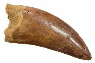Serrated, Carcharodontosaurus Tooth - Real Dinosaur Tooth #351617