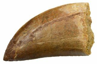 Serrated, Carcharodontosaurus Tooth - Real Dinosaur Tooth #351625