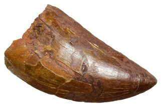 Bargain, Carcharodontosaurus Tooth - Real Dinosaur Tooth #351645