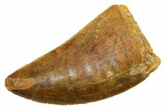 Serrated Carcharodontosaurus Tooth - Real Dinosaur Tooth #351651