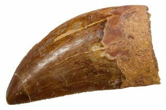 Serrated, Carcharodontosaurus Tooth - Real Dinosaur Tooth #351653